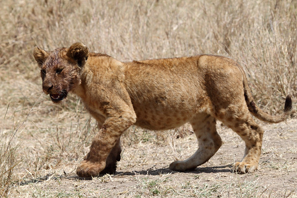 LionCub_5006_g.jpg
