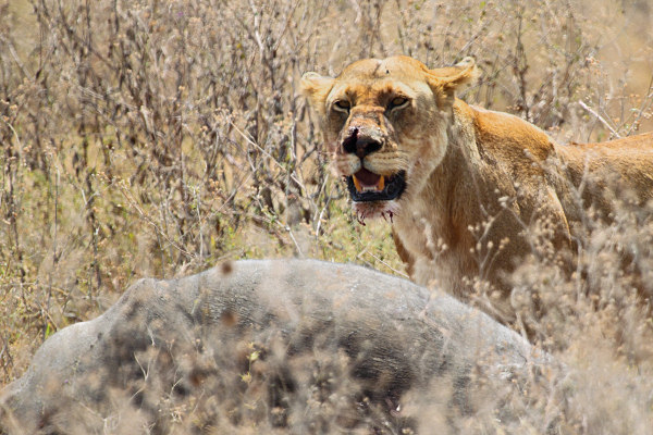 LionWithBuffaloKill_4993.jpg