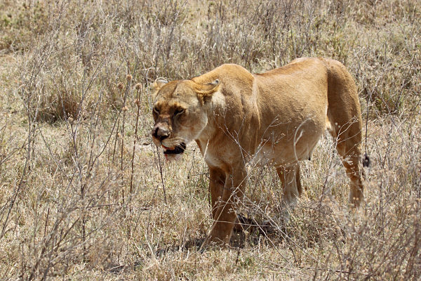 Lion_5003.jpg