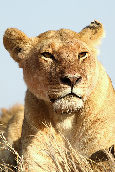 Lions_5208_m_4v.jpg