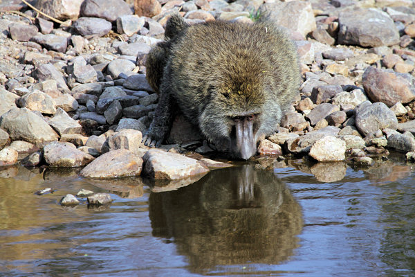 OliveBaboons_4864.jpg