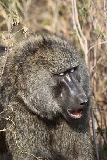 OliveBaboons_4882v.jpg