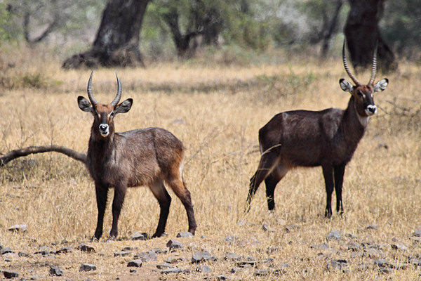 WaterBuck_5155.jpg
