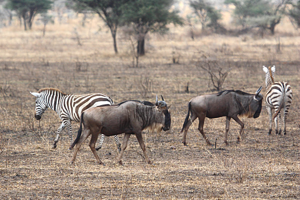 Zebra_1636.jpg