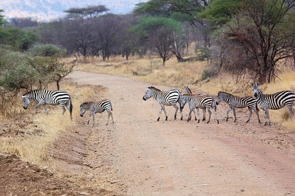 Zebra_1641.jpg