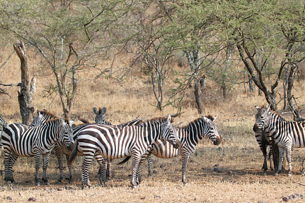 Zebra_4902.jpg