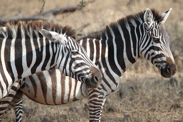 Zebra_4903.jpg