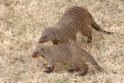 BandedMongoose_1744