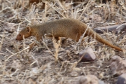 DwarfMongoose_1650
