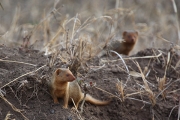 DwarfMongoose_1652
