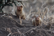 DwarfMongoose_1658