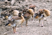 EgyptianGeese_5060