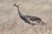 GreyCrownedCraneJuvenile_1613
