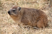 Hyrax_1743