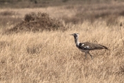 KoriBustard_5136