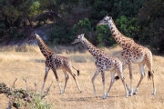 MaasaiGiraffe_5126