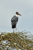 MarabouStork_5011v