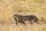 ServalCat&Kitten_4914_m_3