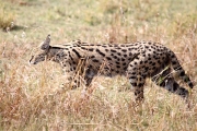 ServalCat_4912
