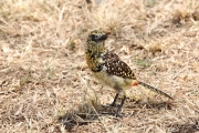 SpottedRed&YellowBabbitt_1733