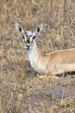 ThompsoneGazelles_1663v