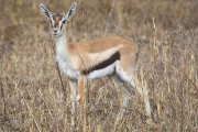 ThompsoneGazelles_1664