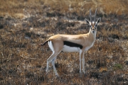 ThompsonsGazelles_4936