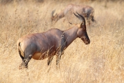 Topi_4862