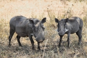 WartHog_5148