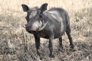 WartHog_5150