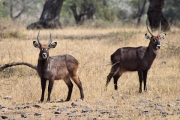 WaterBuck_5155