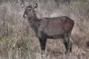 WaterBuck_5175