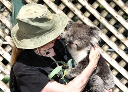 6874_Koala.jpg
