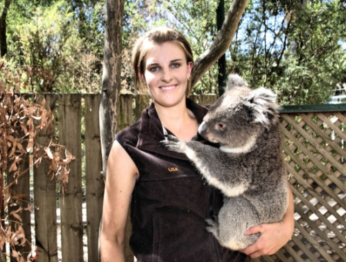 6876_Koala.jpg
