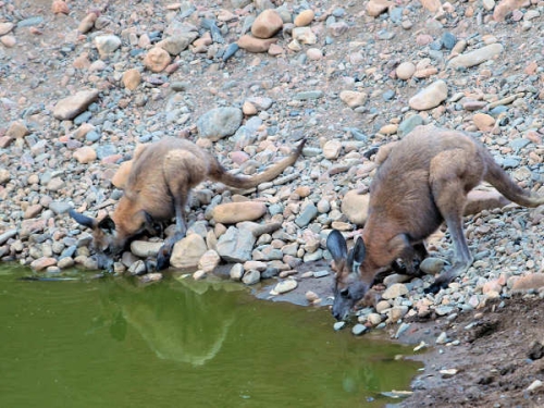 ArkaroolaWaterHole_PB070838_EU.jpg