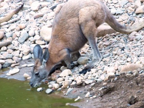 ArkaroolaWaterHole_PB070840_EU.jpg
