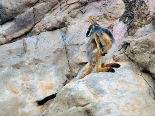 ArkaroolaWaterHole_PB070847_YFjpg.jpg