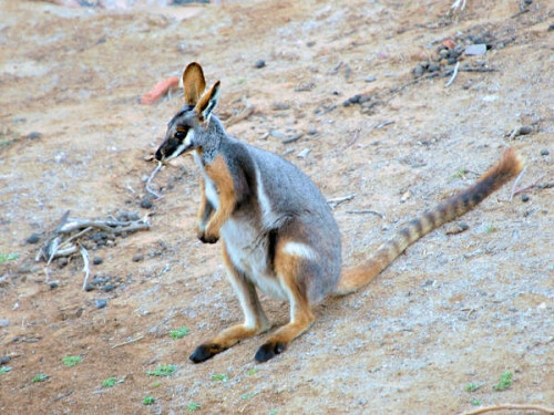 ArkaroolaWaterHole_PB070850_YF.jpg