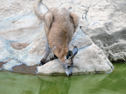 ArkaroolaWaterHole_PB070863_EU.jpg
