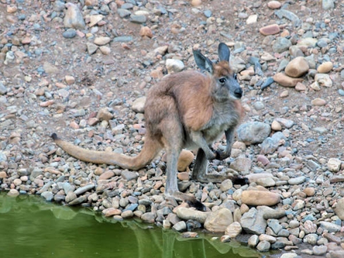 ArkaroolaWaterHole_PB070864_EU.jpg