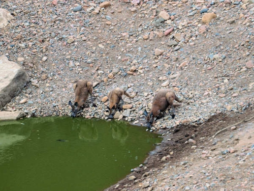 ArkaroolaWaterhole_PB070829_EU.jpg