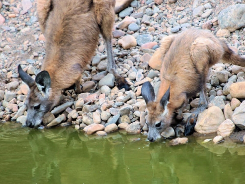 ArkaroolaWaterhole_PB070831_EU.jpg
