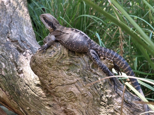 EasternWaterDragon_P3031616.jpg