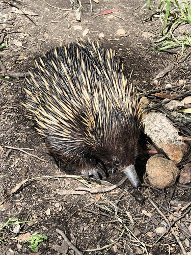 Echidna_5277.jpg