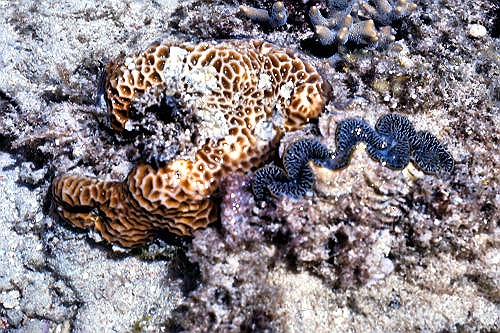 GreenIsland_37_ReefClam&BrainCoral_g.jpg