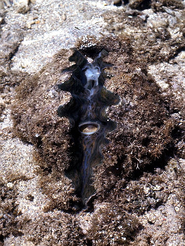 GreenIsland_38_HorseHoofClam_g.jpg