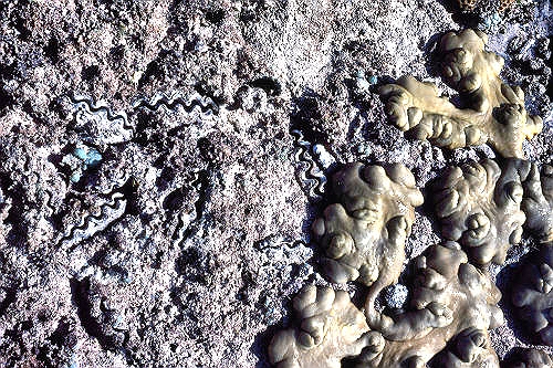 GreenIsland_39_BurrowingClams&SoftCorals_g.jpg