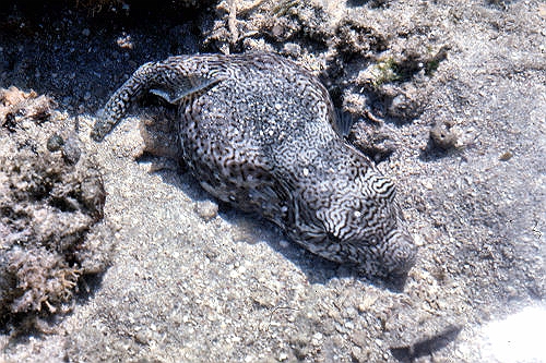 GreenIsland_40_PufferFish_g.jpg
