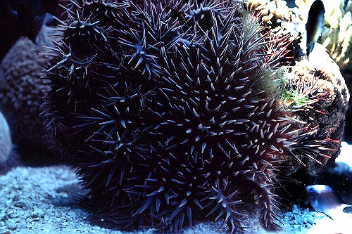 GreenIsland_45_CrownOfThornsStarfish_g.jpg