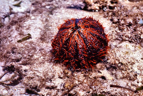 GreenIsland_46_SeaUrchin_g.jpg
